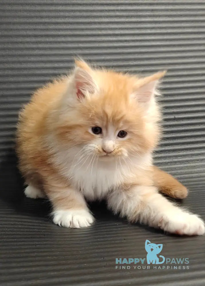 Nikolai Maine Coon male red silver tabby with white live animals