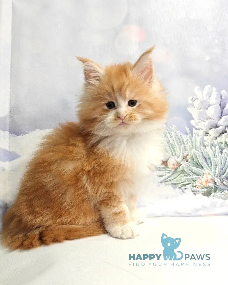 Nikolai Maine Coon male red silver tabby with white live animals