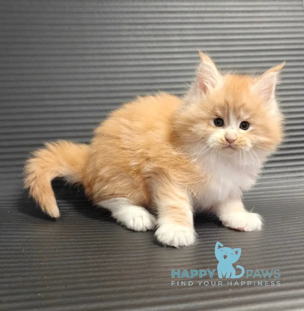 Nikolai Maine Coon male red silver tabby with white live animals