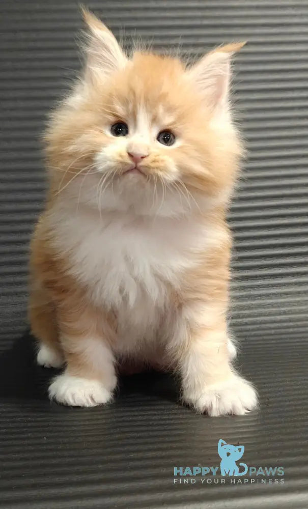 Nikolai Maine Coon male red silver tabby with white live animals