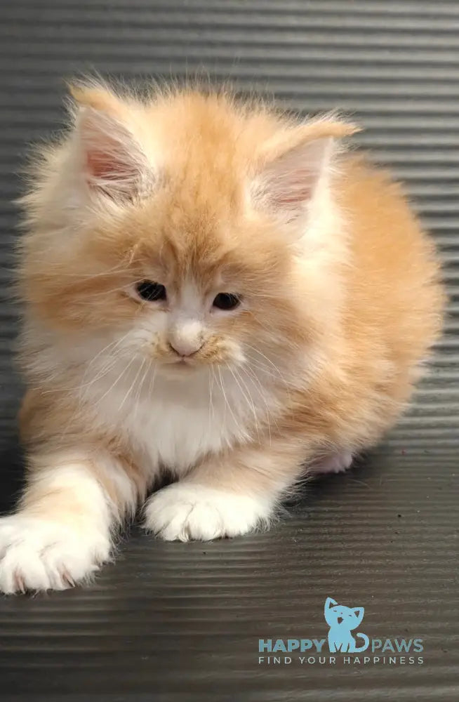 Nikolai Maine Coon male red silver tabby with white live animals