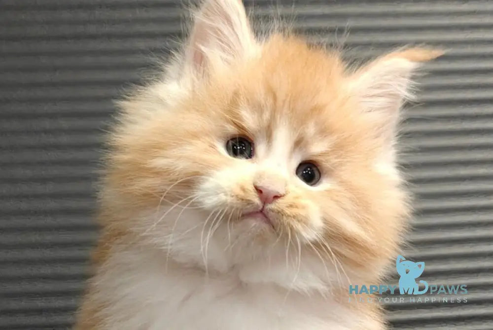 Nikolai Maine Coon male red silver tabby with white live animals