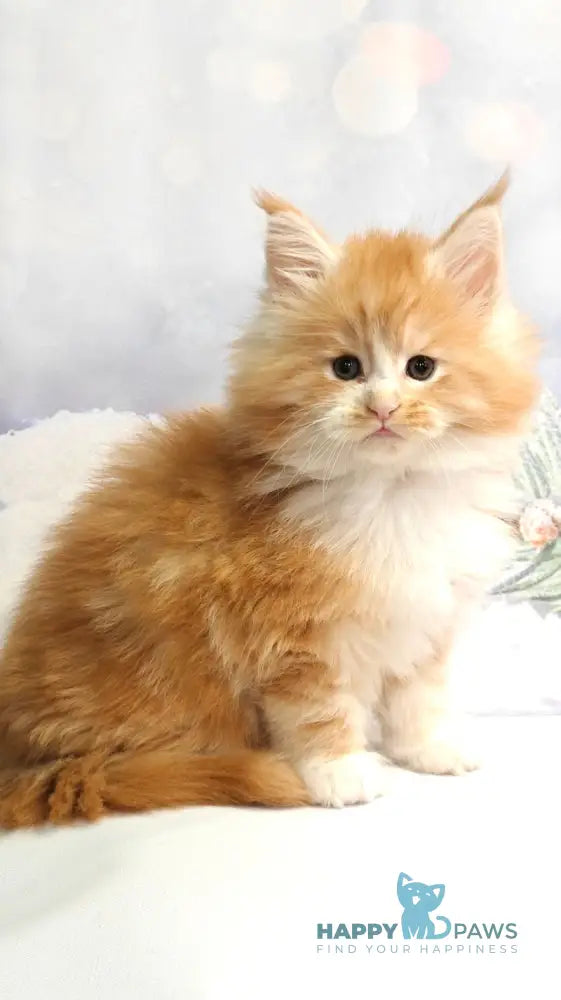 Nikolai Maine Coon male red silver tabby with white live animals