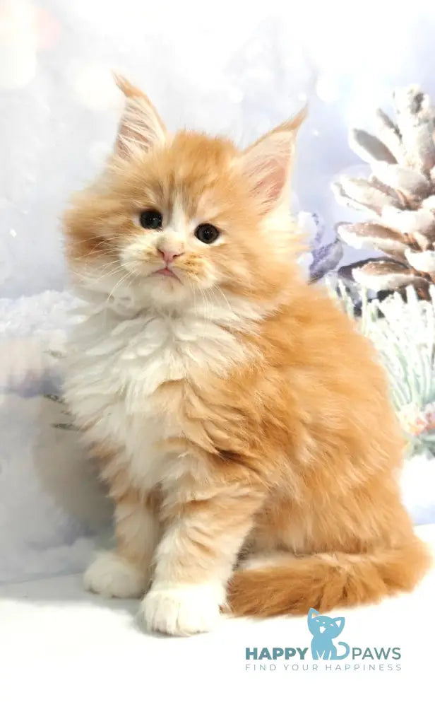 Nikolai Maine Coon male red silver tabby with white live animals