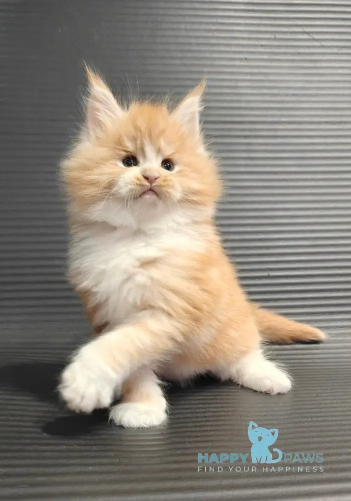 Nikolai Maine Coon male red silver tabby with white live animals