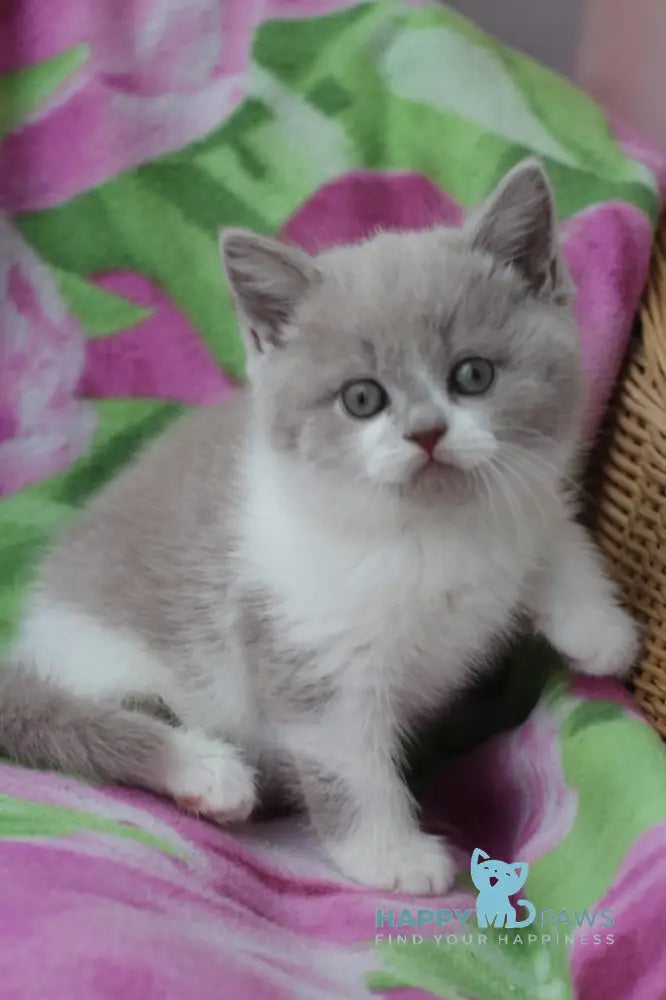 Nikolas British Shorthair male lilac bicolour live animals