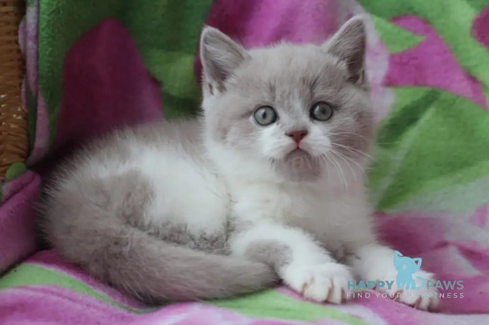 Nikolas British Shorthair male lilac bicolour live animals