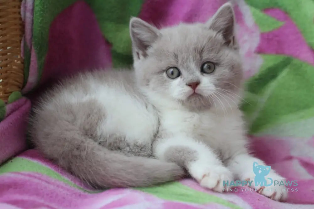 Nikolas British Shorthair male lilac bicolour live animals