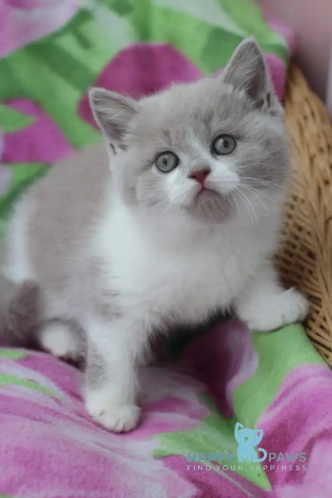 Nikolas British Shorthair male lilac bicolour live animals