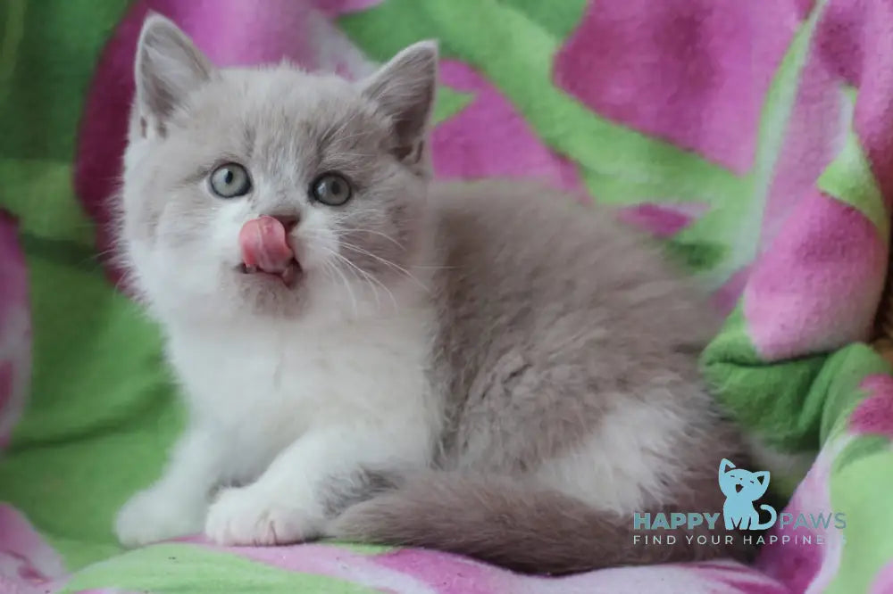 Nikolas British Shorthair male lilac bicolour live animals