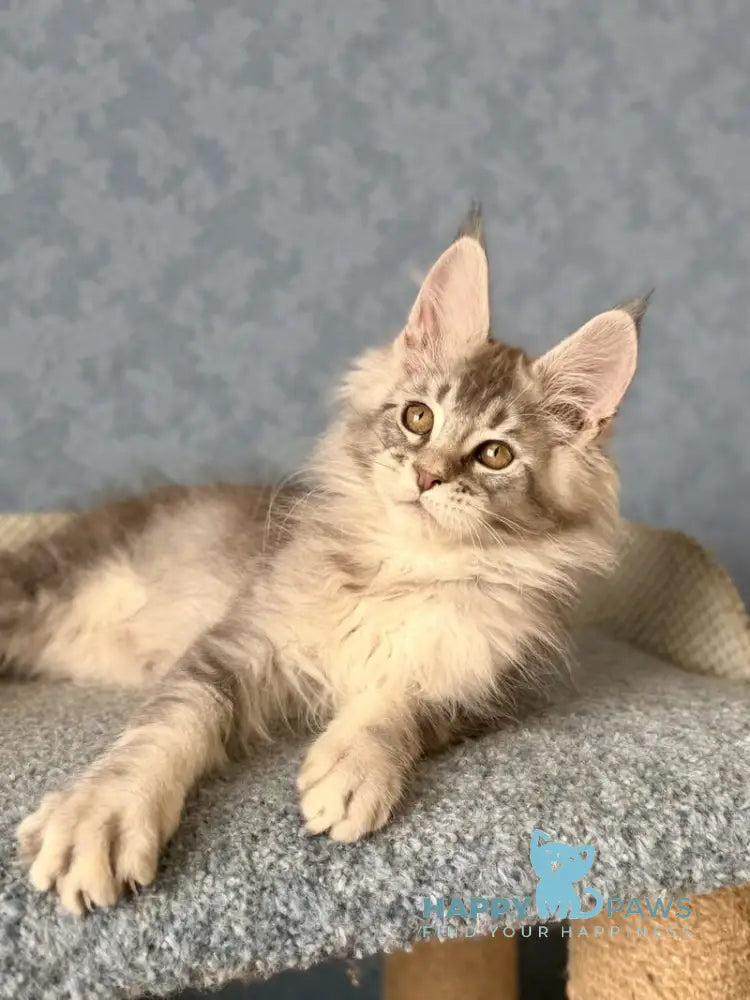 Nikolas Maine Coon male blue silver ticked tabby live animals