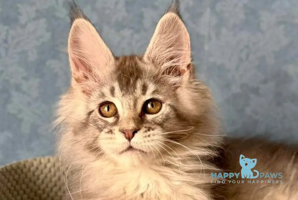 Nikolas Maine Coon male blue silver ticked tabby live animals