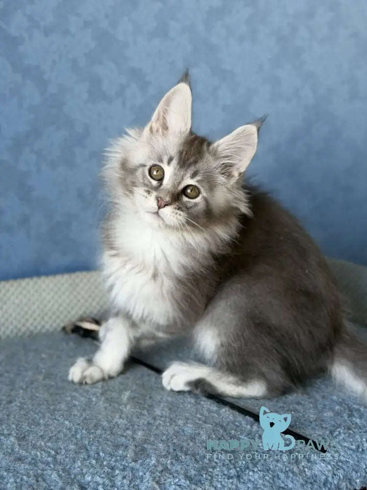 Nikolas Maine Coon male blue silver ticked tabby live animals