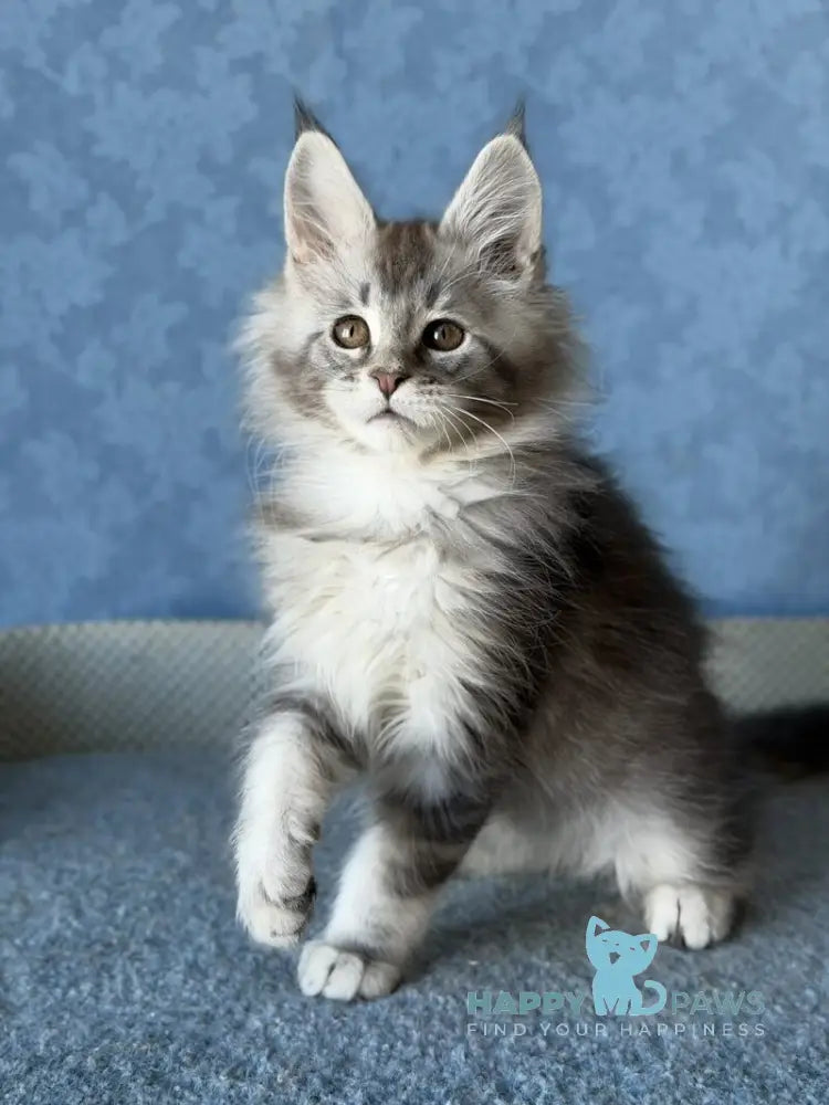 Nikolas Maine Coon male blue silver ticked tabby live animals