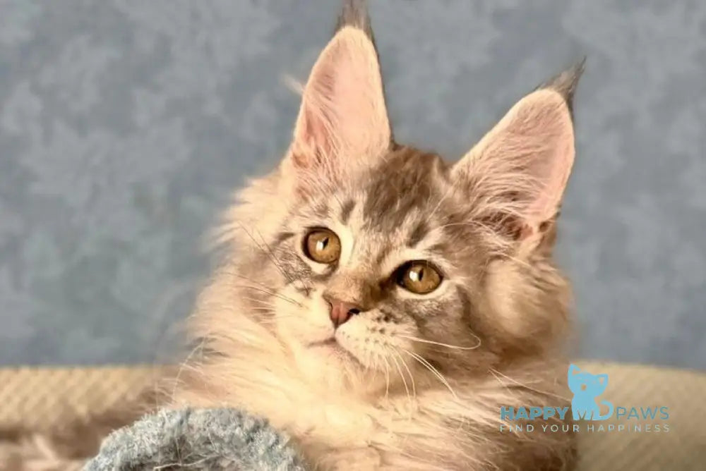 Nikolas Maine Coon male blue silver ticked tabby live animals