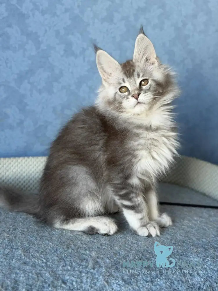 Nikolas Maine Coon male blue silver ticked tabby live animals
