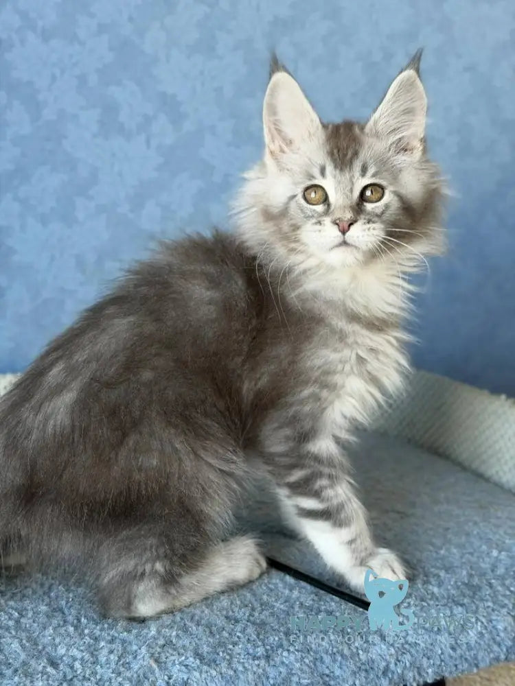 Nikolas Maine Coon male blue silver ticked tabby live animals