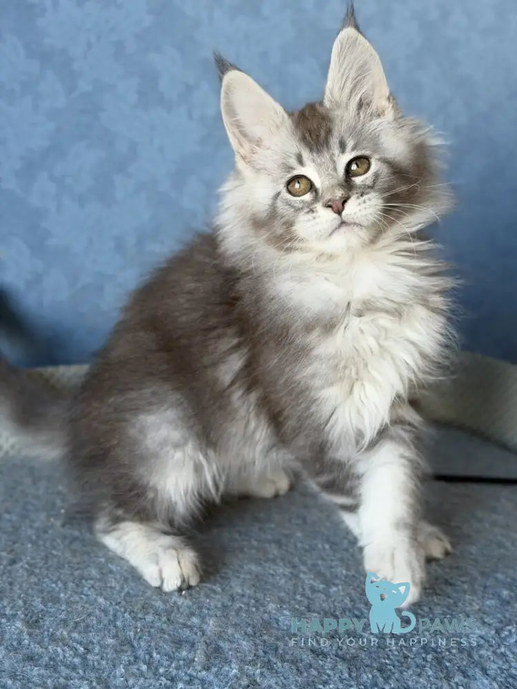 Nikolas Maine Coon male blue silver ticked tabby live animals