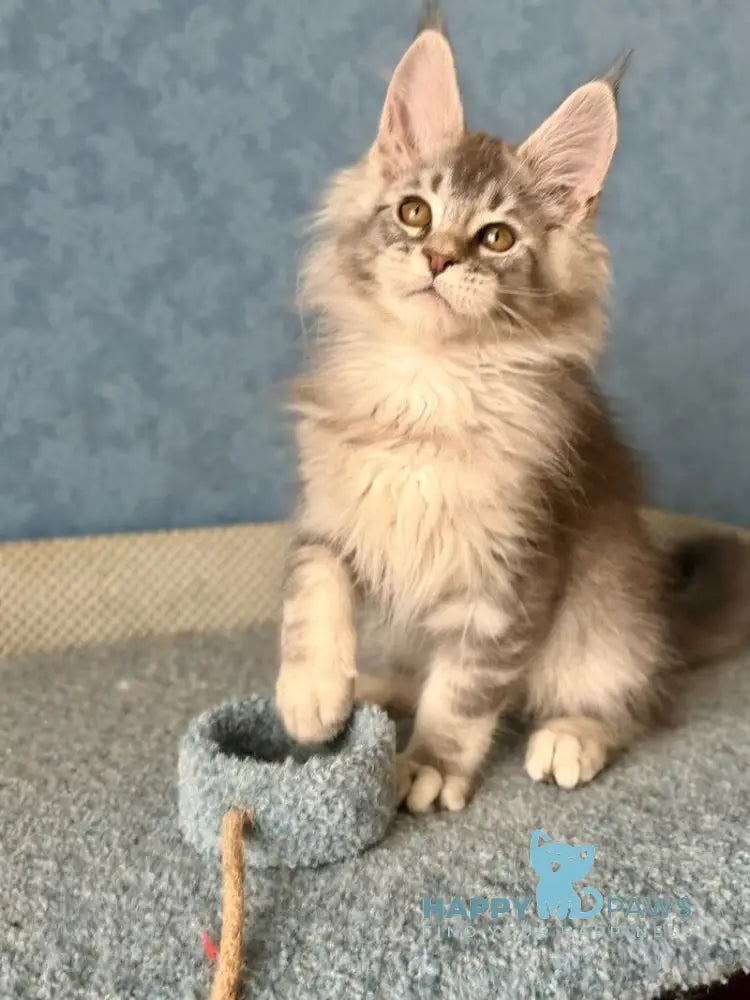 Nikolas Maine Coon male blue silver ticked tabby live animals