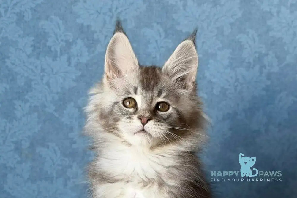 Nikolas Maine Coon male blue silver ticked tabby live animals