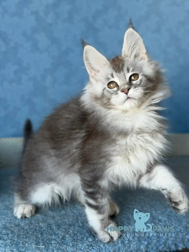 Nikolas Maine Coon male blue silver ticked tabby live animals