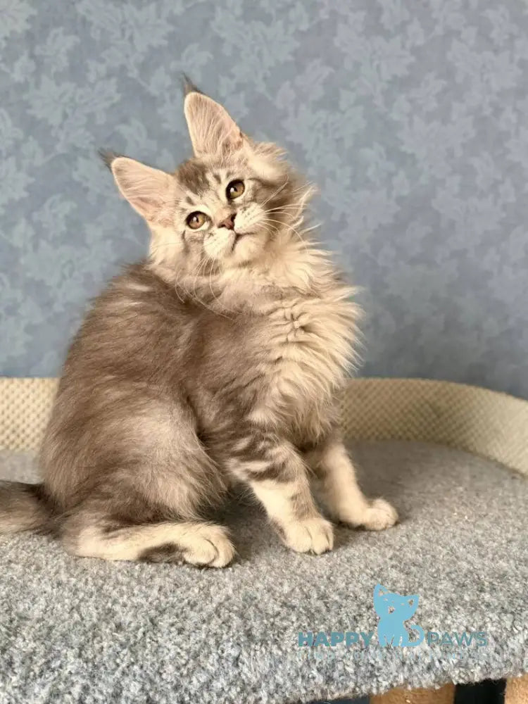 Nikolas Maine Coon male blue silver ticked tabby live animals