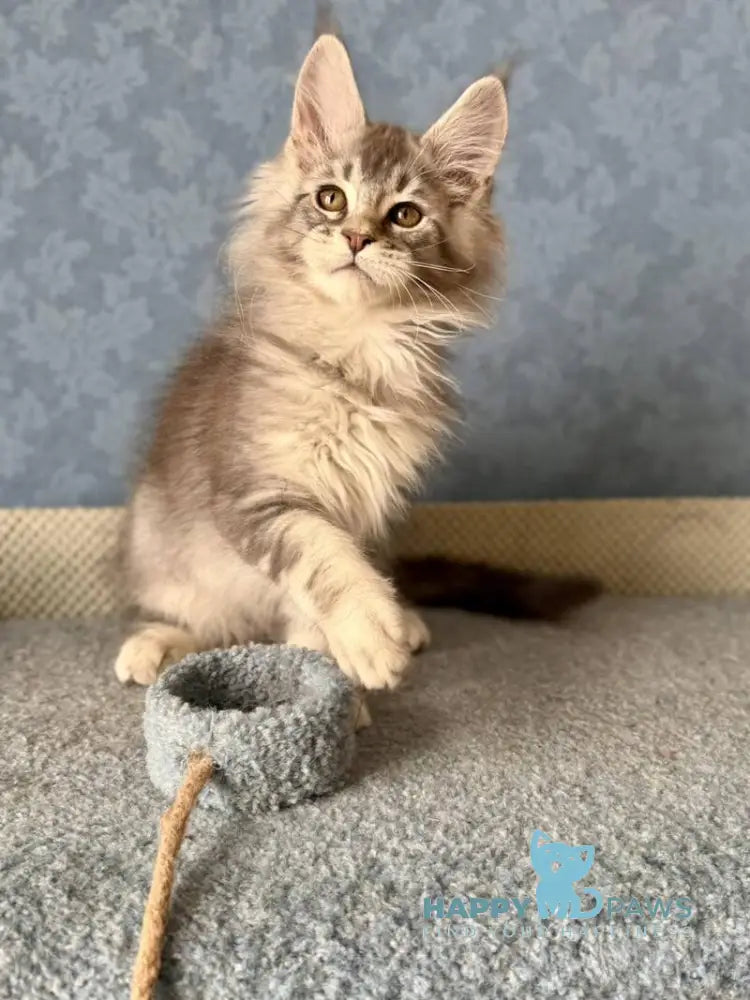 Nikolas Maine Coon male blue silver ticked tabby live animals