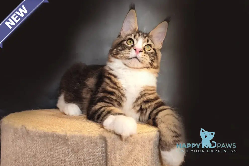Nikolia Maine Coon female black tabby bicolour live animals