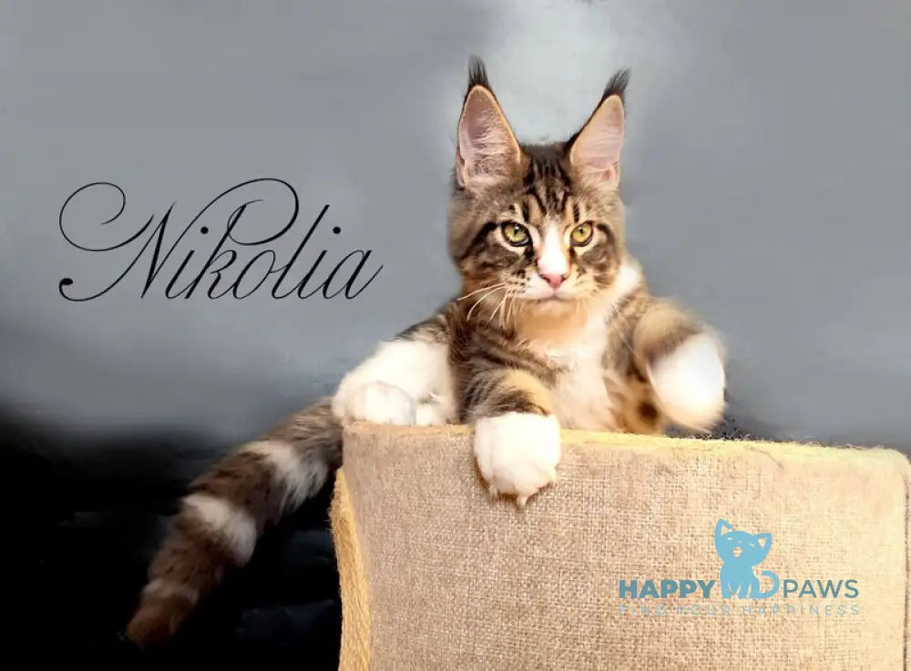 Nikolia Maine Coon female black tabby bicolour live animals