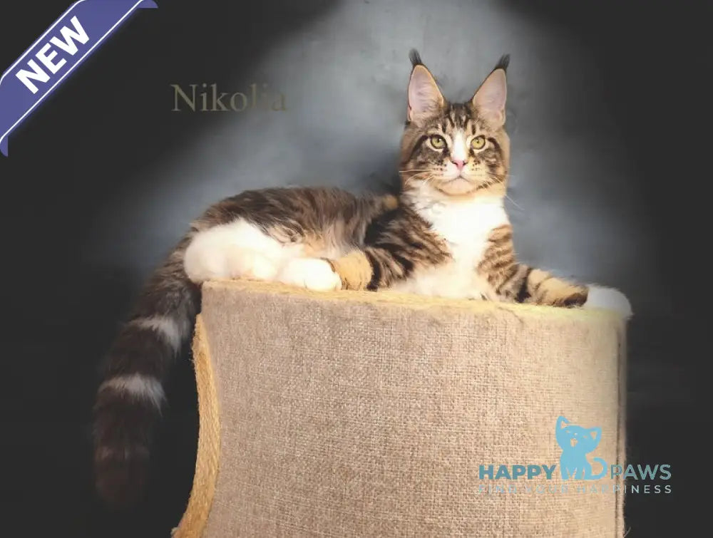 Nikolia Maine Coon female black tabby bicolour live animals