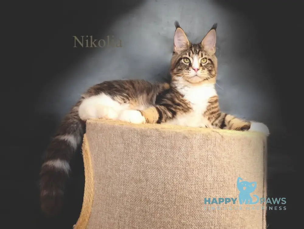 Nikolia Maine Coon female black tabby bicolour live animals