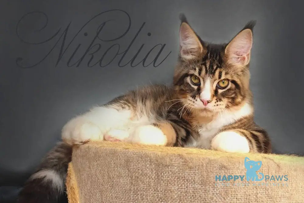 Nikolia Maine Coon female black tabby bicolour live animals
