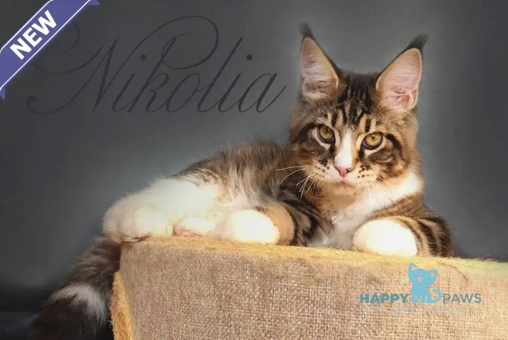 Nikolia Maine Coon female black tabby bicolour live animals