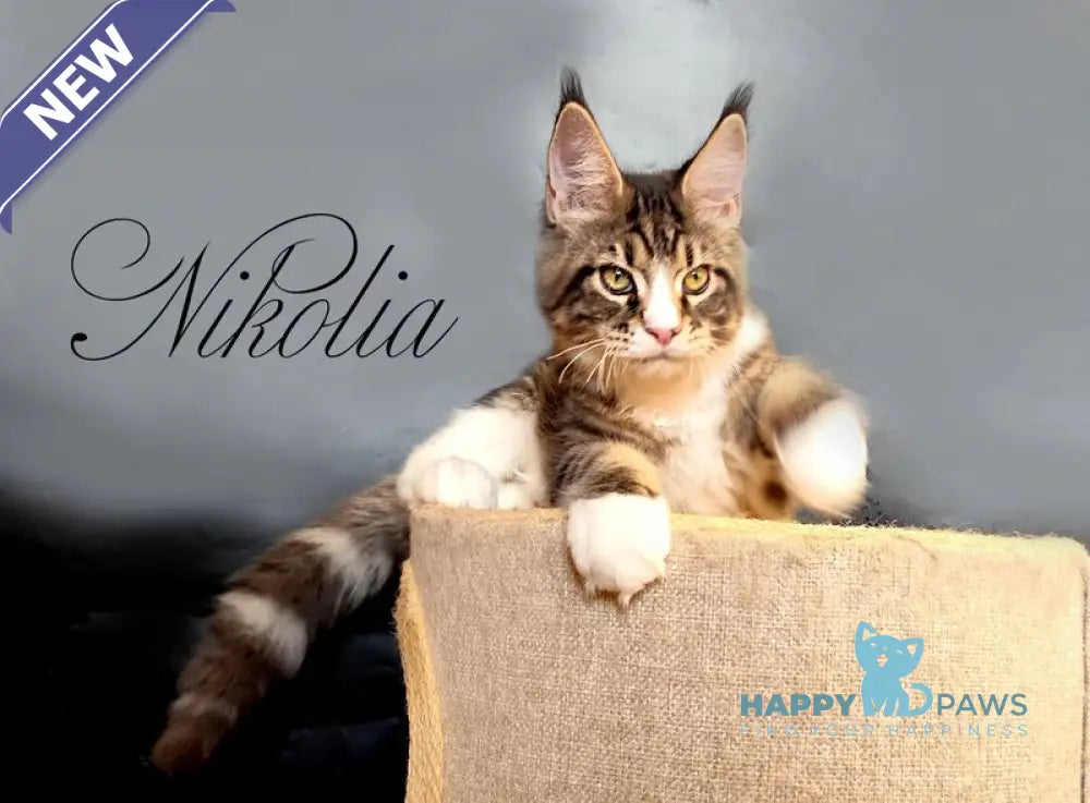 Nikolia Maine Coon female black tabby bicolour live animals
