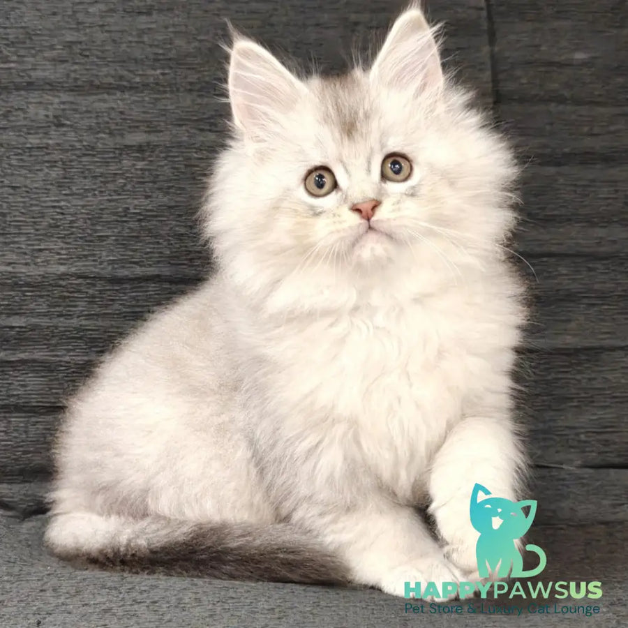 Nikos Maine Coon male black silver shaded - live animals