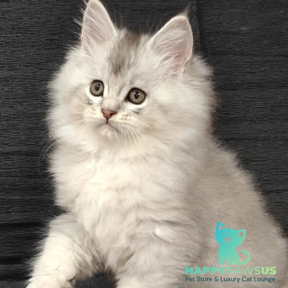 Nikos Maine Coon male black silver shaded - live animals