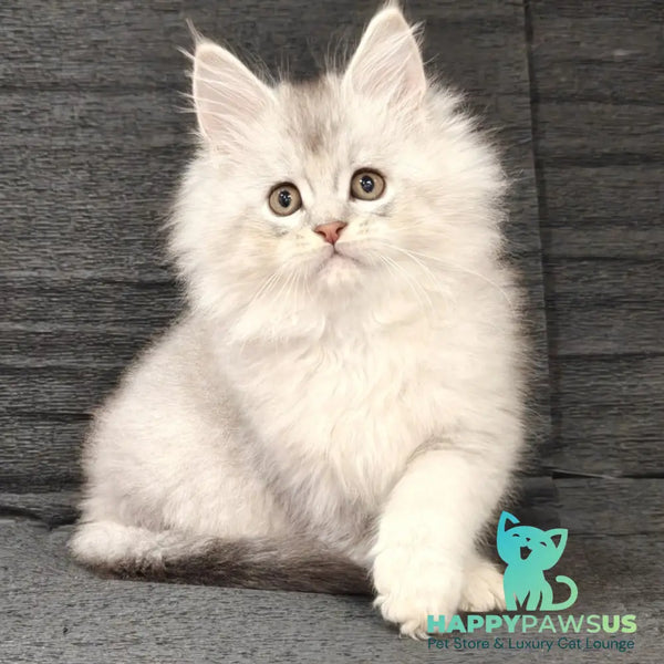 Nikos Maine Coon male black silver shaded - live animals