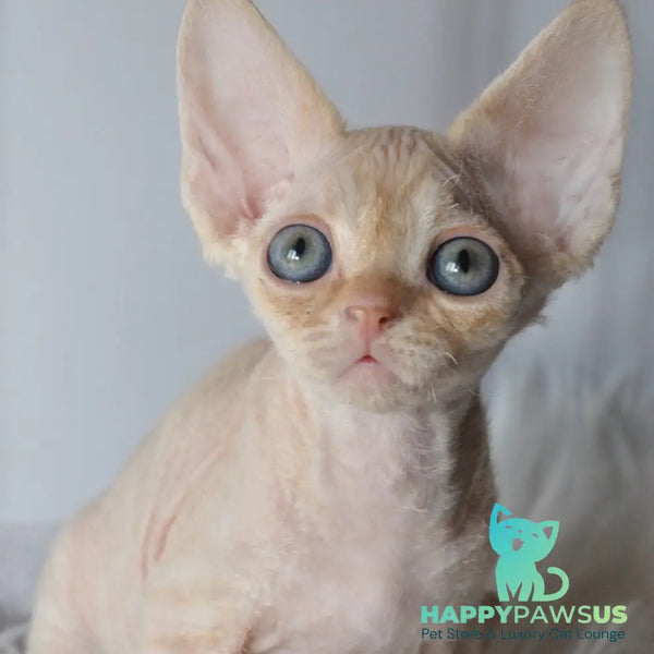 Nikov Devon Rex male red spotted tabby - live animals