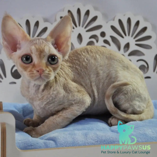 Nikov Devon Rex male red spotted tabby - live animals