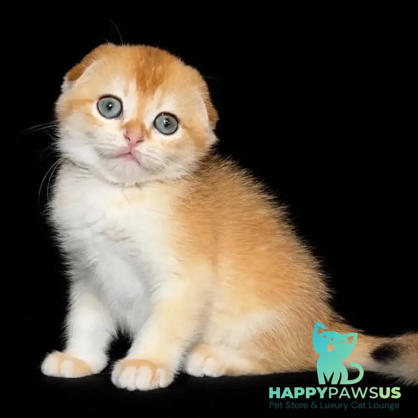 Nikson Scottish Fold male black golden chinchilla - live animals