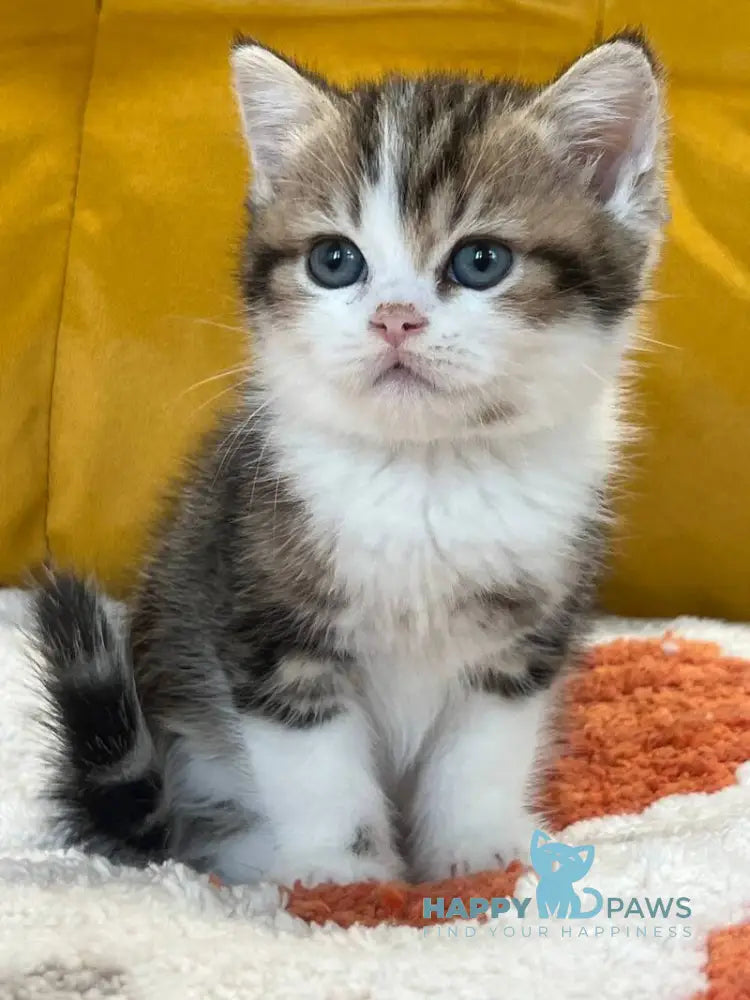 Nikson Scottish Straight male black tabby bicolour live animals