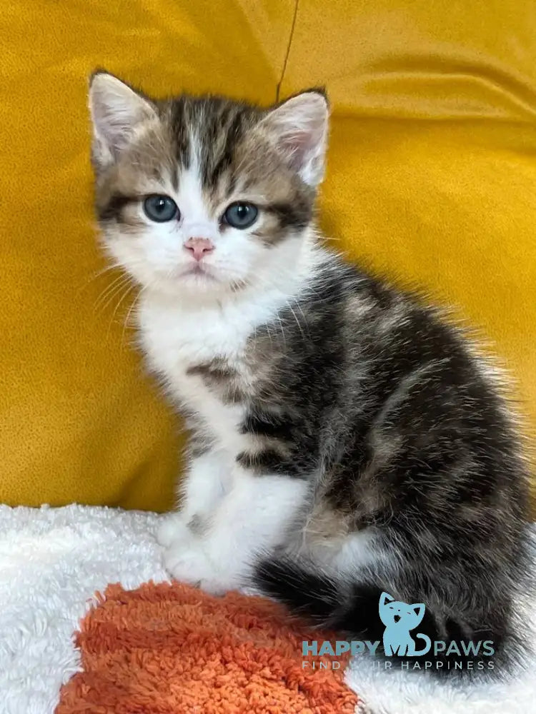 Nikson Scottish Straight male black tabby bicolour live animals