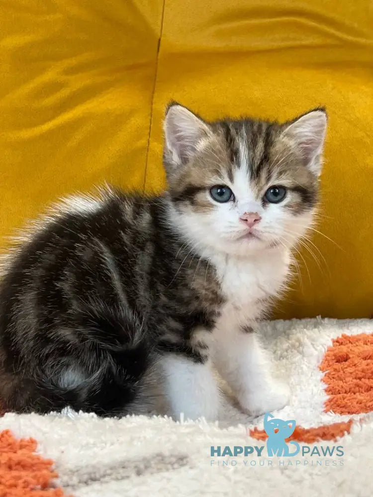 Nikson Scottish Straight male black tabby bicolour live animals