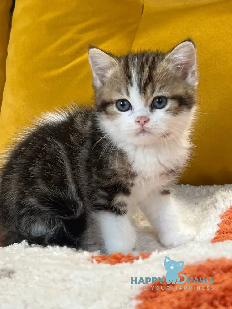 Nikson Scottish Straight male black tabby bicolour live animals