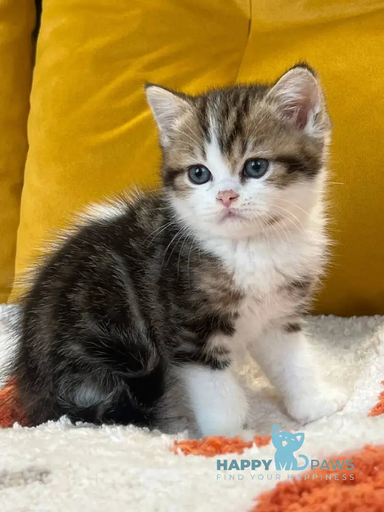 Nikson Scottish Straight male black tabby bicolour live animals