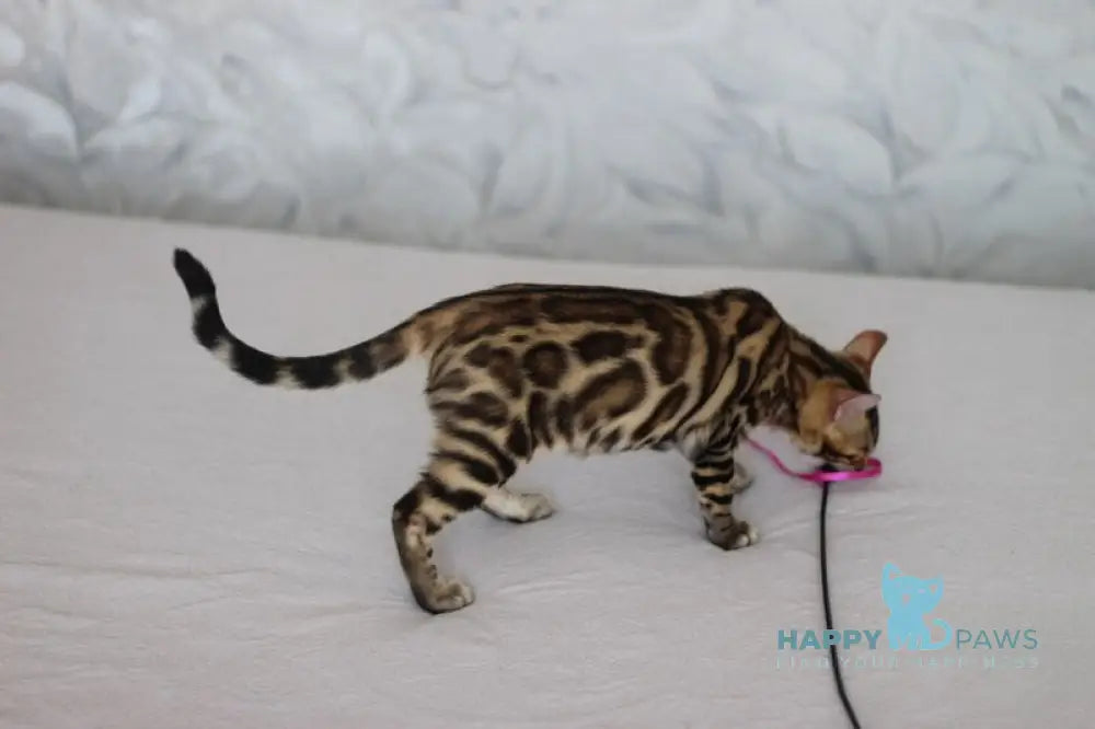 Nil Bengal male black spotted tabby live animals