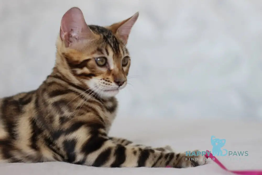 Nil Bengal male black spotted tabby live animals