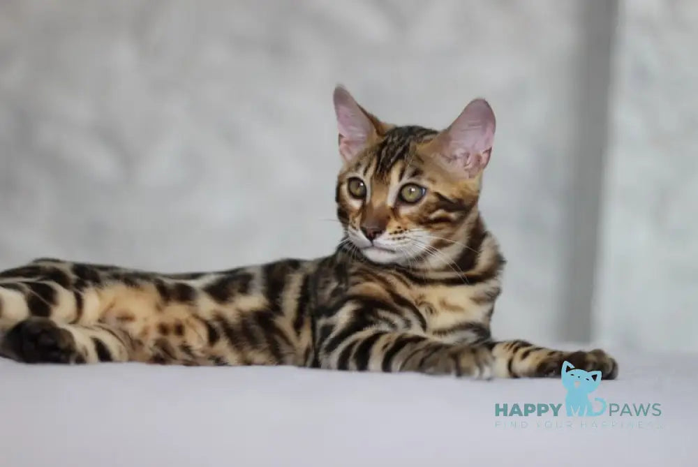 Nil Bengal male black spotted tabby live animals