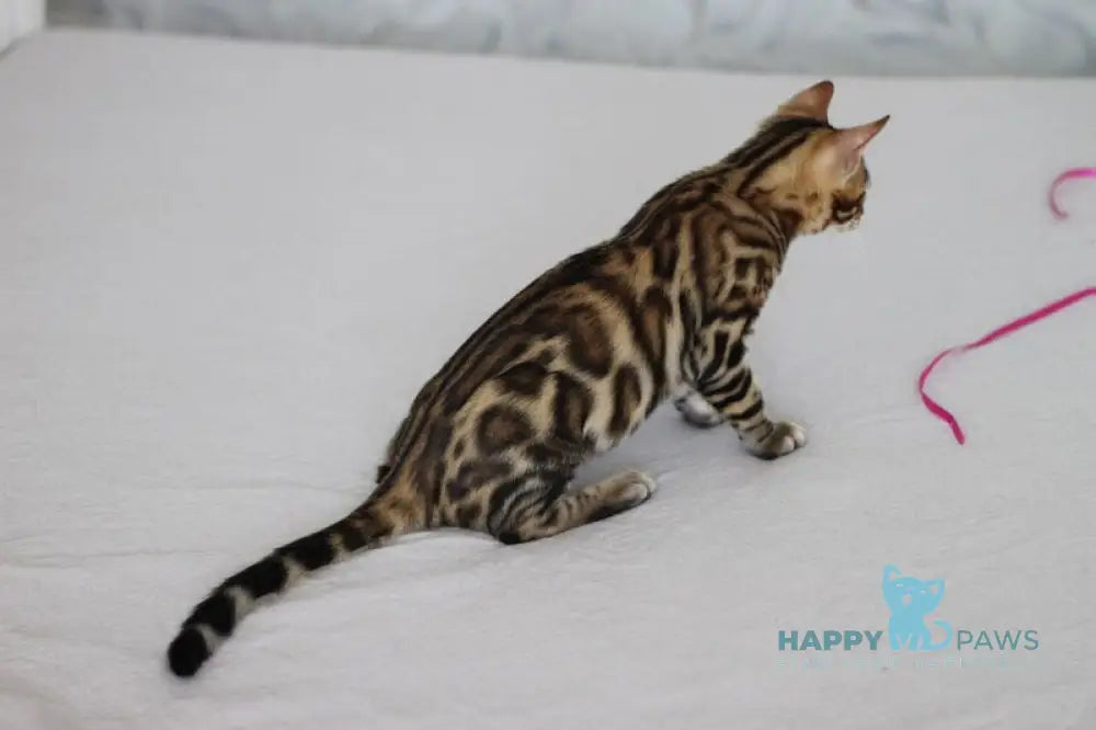 Nil Bengal male black spotted tabby live animals