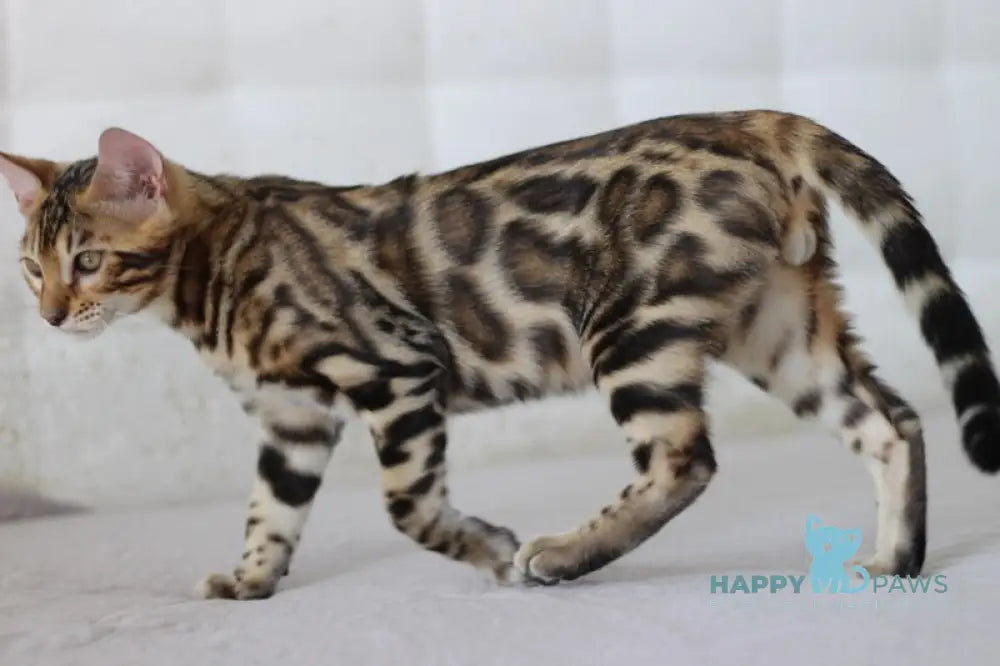 Nil Bengal male black spotted tabby live animals